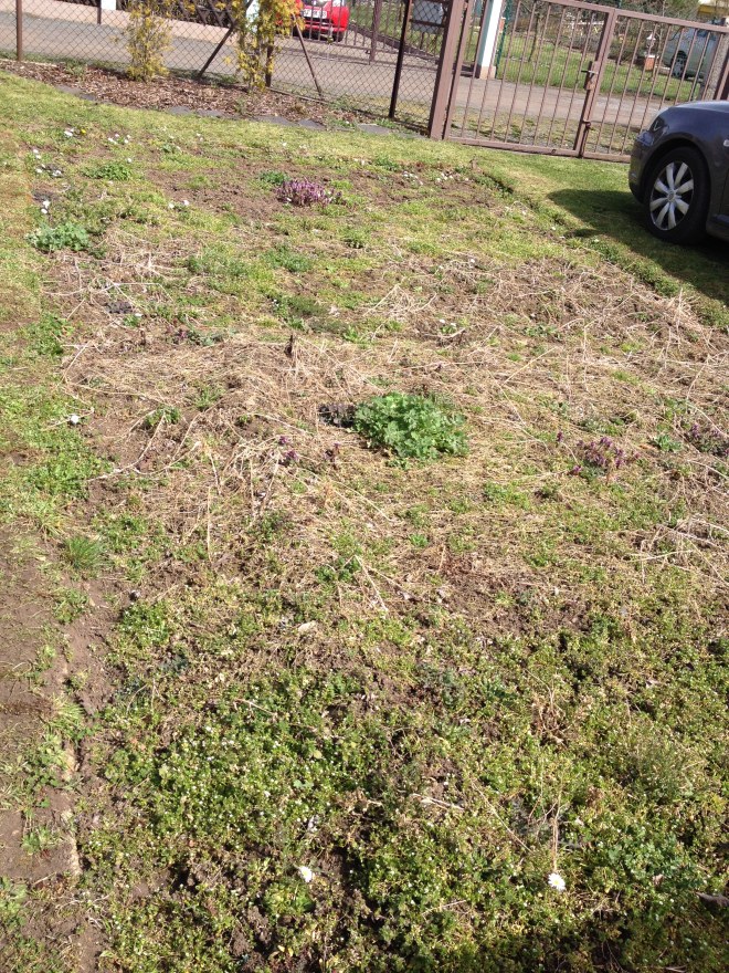 Gemüsebeet. Gierschfeld. Was ihr wollt.