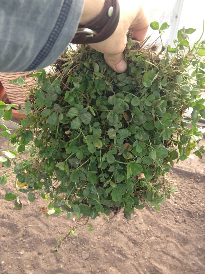 Unkraut oder Glückskleeteppich? Alles eine Frage der Einstellung!