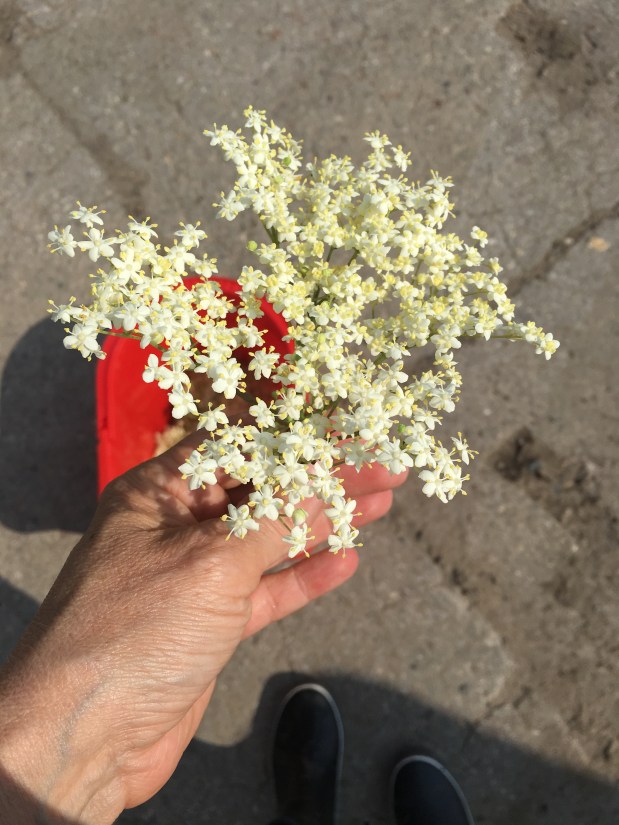 Mai im Glas – Holunderblütengelee